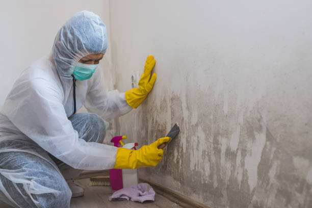 Best Emergency Mold Removal  in Hawthorne, NY