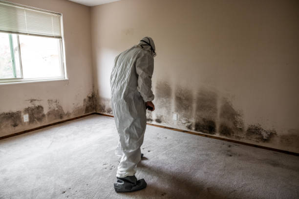 Best Fast Mold Removal  in Hawthorne, NY