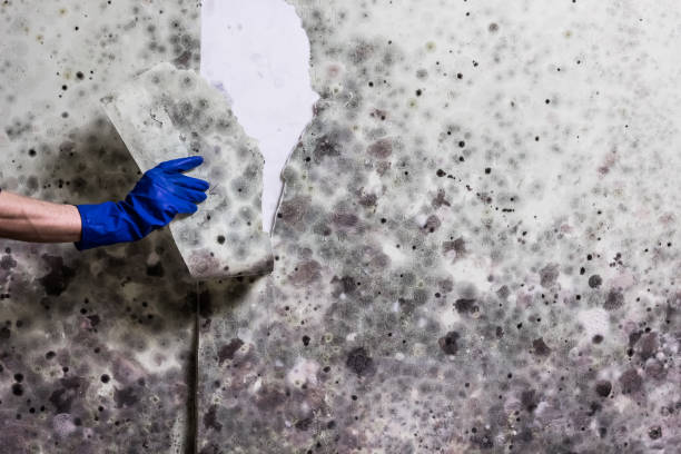 Best Black Mold Removal  in Hawthorne, NY